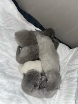 BKH BLH Kitten Blue Weiß Point