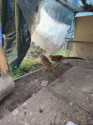 Gold Fasanen Pärchen 