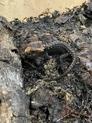 Tribolonotus garicilis aus 2025