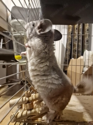 Chinchilla Bock Ebony  3 Monaten