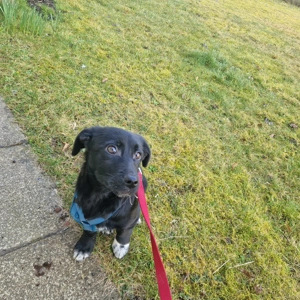 Welpe Gustl, wird ca 35 cm, kinderlieb