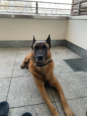 Malinois Belgischer Schäferhund