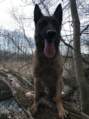Deckrüde Malinois