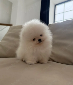 Reinrassige Pomeranian-Zwergspitzwelpen