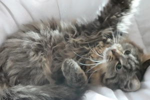 Waldkatzen , Kitten , Langhaar Kätzchen , Kater