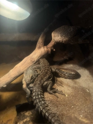 oplurus cyclurus Madagaskar Rollschwanzleguan 1.1