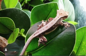 kronengecko abzugeben 