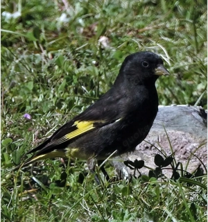 schwarzzeisig henne gesucht 