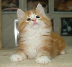 Norwegische Waldkatze