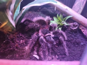 0.1 Lasiodora parahybana mit Terrarium