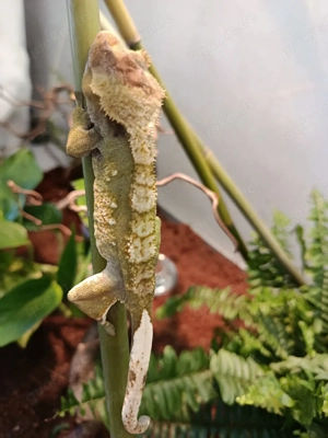 Kronengecko Männchen abzugeben 