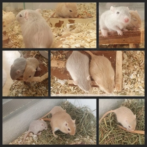 Weibliche mongolische Wüstenrennmäuse    Gerbils    Rennmausbabys Weibchen ab April! 
