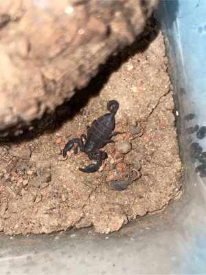 Vogelspinnen & Skorpione