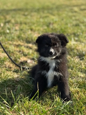 mini Australian Shepherd, Aussie, Australien