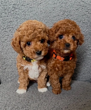 Niedliche Pudel Welpen zu verkaufen!!!