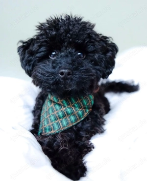 Gesunde Mini Pudel Welpen abholbereit!