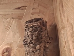 afrikanische hausgecko pärchen 