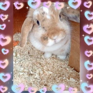 Nala sucht ein neues Zuhause