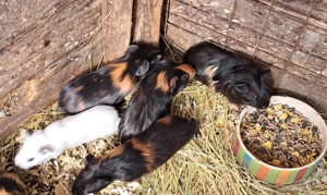 Meerschweinchen babys buben 