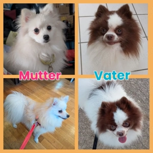 Eventuelle Welpen Planung fur 2027