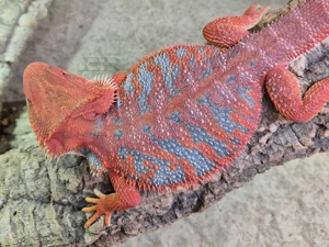 Bartagame (Pogona vitticeps) Männchen