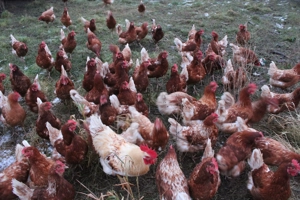 Lohmann Bovan Legehennenstamm abzugeben 