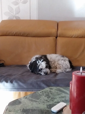 Kleine Lilly sucht Zuhause