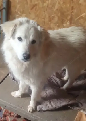 Snowy - mit dem sonnigen Gemüt - wünscht sich ein eigenes Zuhause