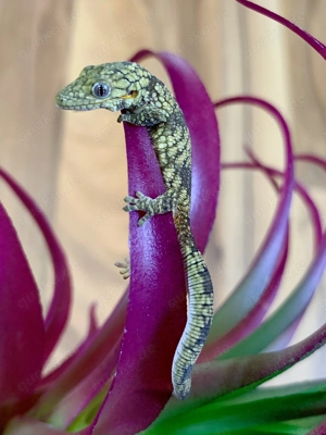 1.0 Chamäleongecko (Eurydactylodes agricolae) 