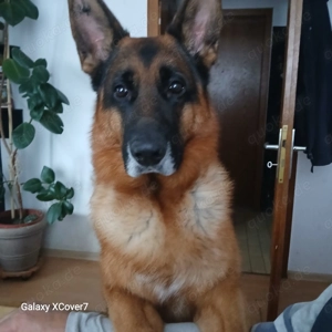 deutsche Schäferhundwelpen Bild 3