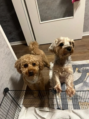 Yorkiepoo (Yorkshire Terrier Toypudel) Welpen suchen ein liebevolles Zuhause