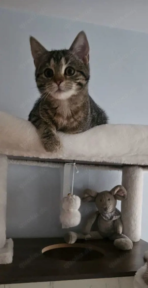 Katze Kitten BKH Mix Mischlingskätzchen