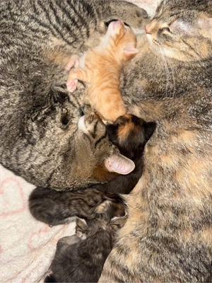 Süße Katzenbabys abzugeben   