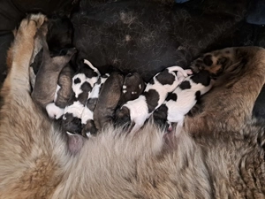 Kaukasischer owtscharka Schäferhund  Bild 7