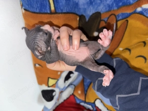 Elf-Sphinx-Kitten Bild 3