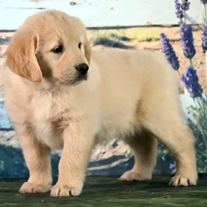 entzückende Golden-Retriever-Welpen (Rüden und Hündinnen) suchen ein liebevolles Zuhause.