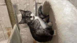 Perser Katze tabby Katze 