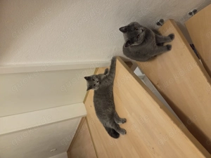 2 Britischkurzhaar Katzen abzugeben 