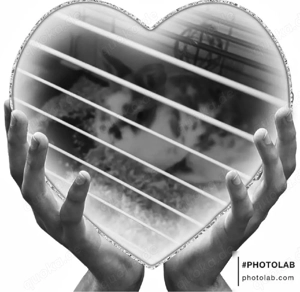 es ist ein notkauf sehr dringend sehr einig ein Zuhause gesucht