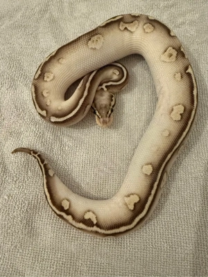 königspython für Hamm