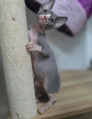 sphynx kitten mit Stammbaum