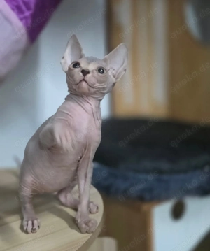 Sphynx-Kätzchen mit Stammbaum Männchen und Weibchen 