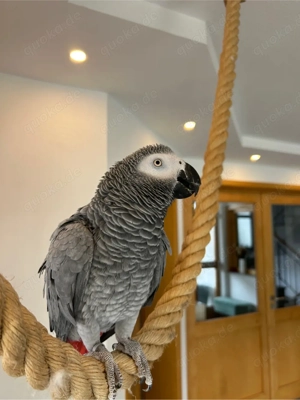 Graupapagei zum Verkauf