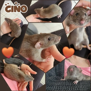 Ratten Boys super zahm und verkuschelt und kinderlieb 