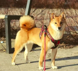 AMANE hübsche SHIBA INU-Hündin mit rotem Fell geboren Bild 6