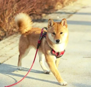  AMANE hübsche SHIBA INU-Hündin mit rotem Fell geboren Bild 2