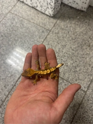 kronengecko unbestimmt 