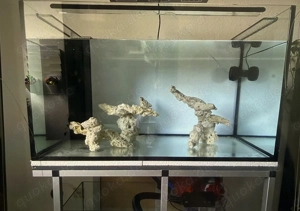 Aquarium   Meerwasseraquarium 