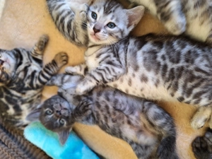 Bildhübsche Bengal Mädels mit Stammbaum + Gesundheitszeugnis 