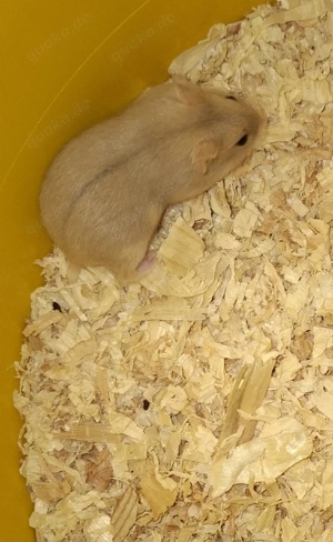 Campbell Zwerghamster  Bild 2